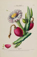 Flore d'Amérique dessinée d'après nature sur les lieux Pl140 - Étienne Denisse — artwork view