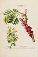 Flore d'Amérique dessinée d'après nature sur les lieux Pl141 - Étienne Denisse — artwork view