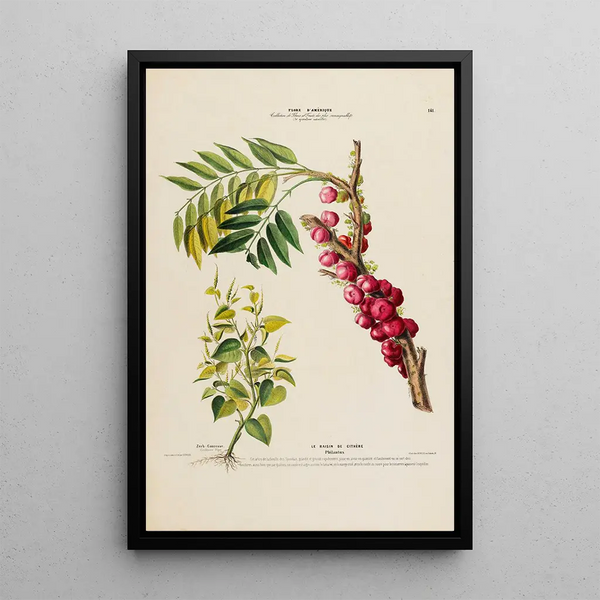 Flore d'Amérique dessinée d'après nature sur les lieux Pl141 - Étienne Denisse — framed artwork on a wall