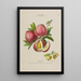 Flore d'Amérique drawn from nature on site Pl142 - Étienne Denisse — framed artwork on a wall