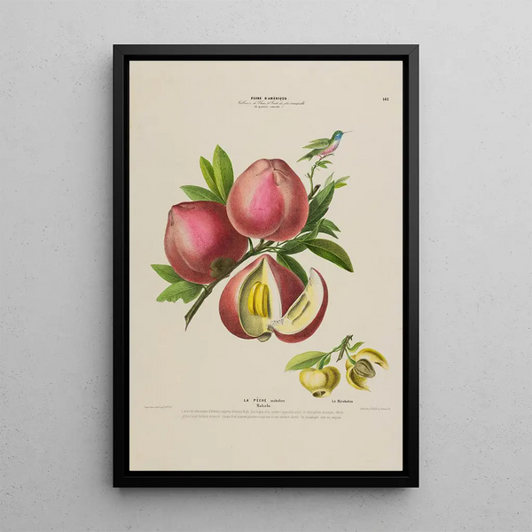 Flore d'Amérique drawn from nature on site Pl142 - Étienne Denisse — framed artwork on a wall