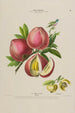 Flore d'Amérique drawn from nature on site Pl142 - Étienne Denisse — artwork view