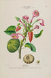 Flore d'Amérique drawn from nature on site Pl143 - Étienne Denisse — artwork view