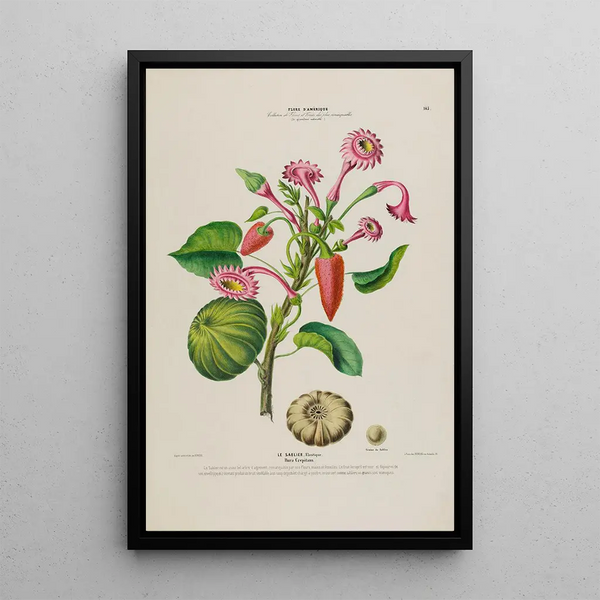 Flore d'Amérique drawn from nature on site Pl143 - Étienne Denisse — framed artwork on a wall