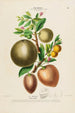 Flore d'Amérique drawn from nature on site Pl144 - Étienne Denisse — artwork view