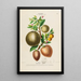 Flore d'Amérique drawn from nature on site Pl144 - Étienne Denisse — framed artwork on a wall