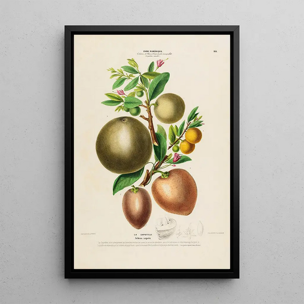 Flore d'Amérique drawn from nature on site Pl144 - Étienne Denisse — framed artwork on a wall