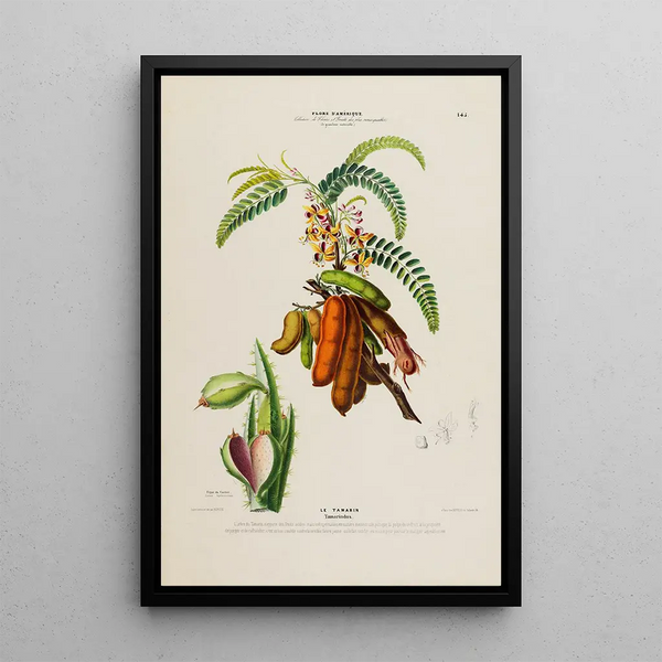 Flore d'Amérique drawn from nature on site Pl145 - Étienne Denisse — framed artwork on a wall