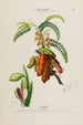 Flore d'Amérique drawn from nature on site Pl145 - Étienne Denisse — artwork view