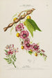 Flore d'Amérique drawn from nature on site Pl146 - Étienne Denisse — artwork view