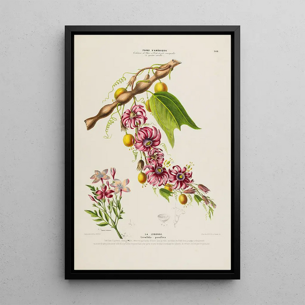 Flore d'Amérique drawn from nature on site Pl146 - Étienne Denisse — framed artwork on a wall