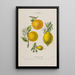 Flore d'Amérique drawn from nature on site Pl147 - Étienne Denisse — framed artwork on a wall