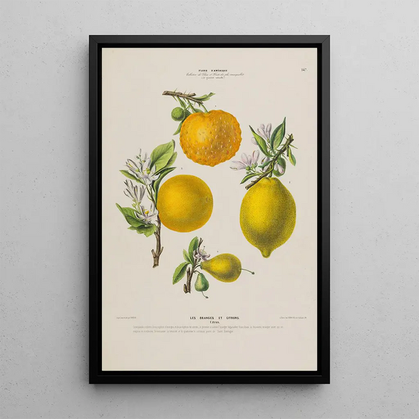 Flore d'Amérique drawn from nature on site Pl147 - Étienne Denisse — framed artwork on a wall