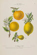 Flore d'Amérique drawn from nature on site Pl147 - Étienne Denisse — artwork view