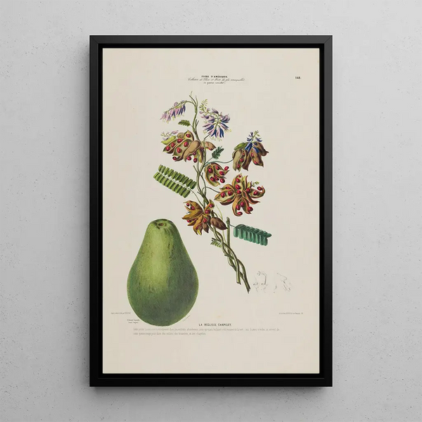 Flore d'Amérique drawn from nature on site Pl148 - Étienne Denisse — framed artwork on a wall