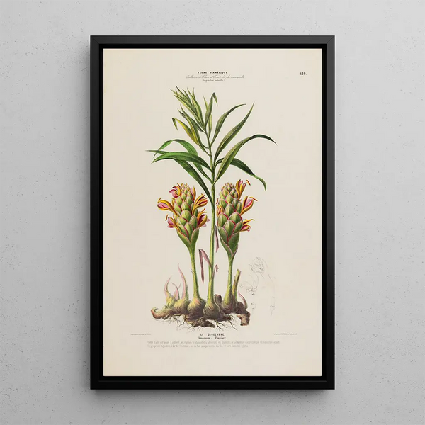 Flore d'Amérique drawn from nature on site Pl149 - Étienne Denisse — framed artwork on a wall