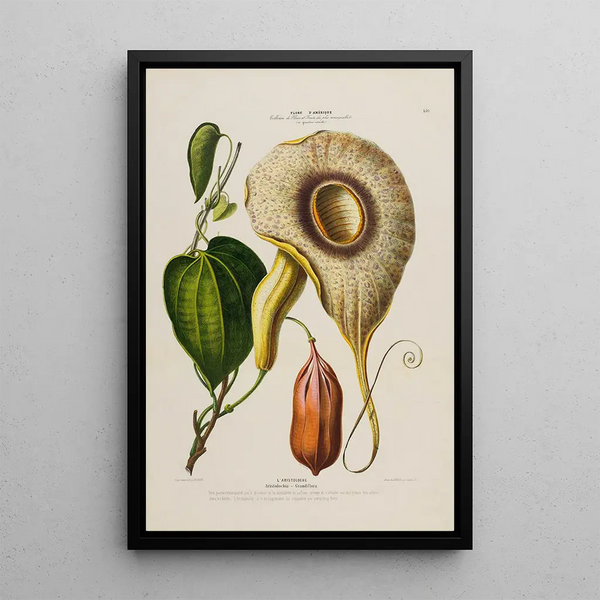 Flore d'Amérique drawn from nature on site Pl150 - Étienne Denisse — framed artwork on a wall