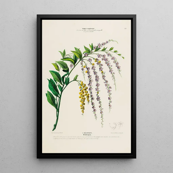Flore d'Amérique drawn from nature on site Pl151 - Étienne Denisse — framed artwork on a wall
