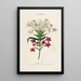 Flore d'Amérique drawn from nature on site Pl152 - Étienne Denisse — framed artwork on a wall