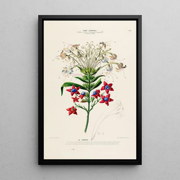 Flore d'Amérique drawn from nature on site Pl152 - Étienne Denisse — framed artwork on a wall