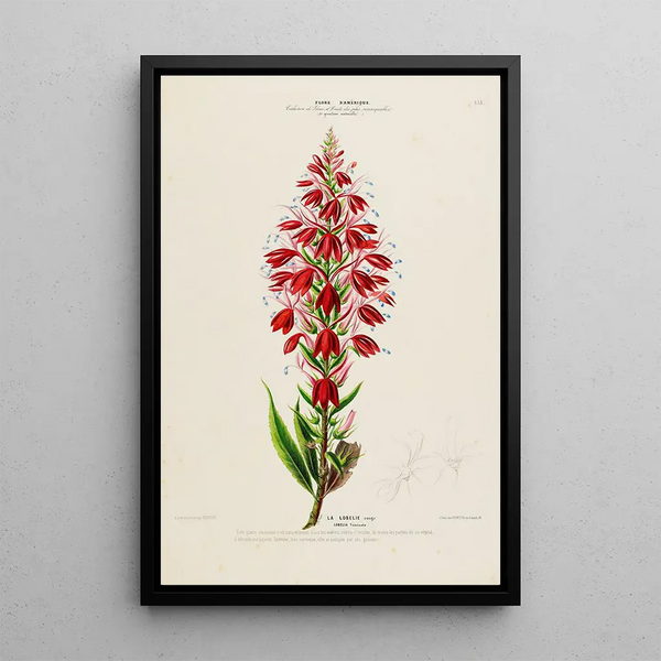 Flore d'Amérique drawn from nature on site Pl153 - Étienne Denisse — framed artwork on a wall