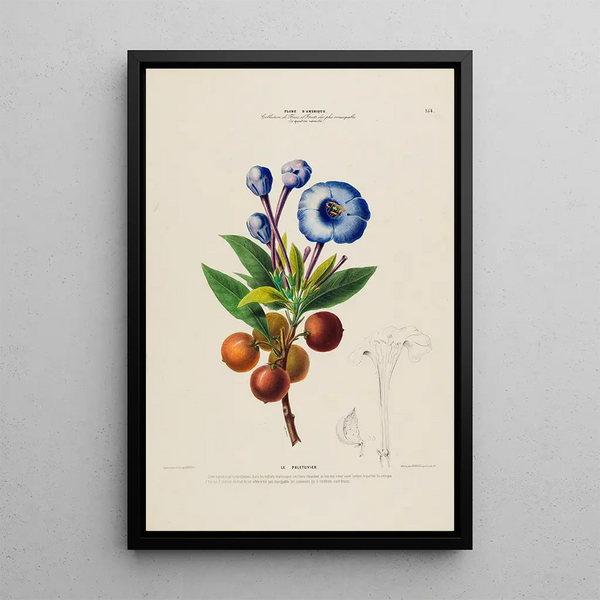Flore d'Amérique drawn from nature on site Pl154 - Étienne Denisse — framed artwork on a wall