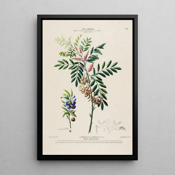 Flore d'Amérique drawn from nature on site Pl156 - Étienne Denisse — framed artwork on a wall