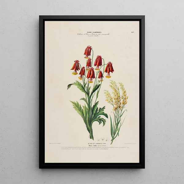 Flore d'Amérique drawn from nature on site Pl157 - Étienne Denisse — framed artwork on a wall
