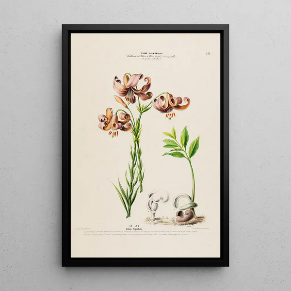 Flore d'Amérique drawn from nature on site Pl158 - Étienne Denisse — framed artwork on a wall