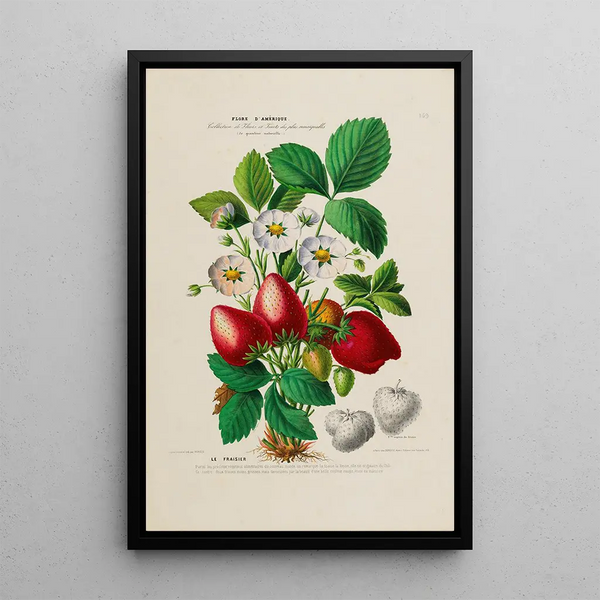 Flore d'Amérique drawn from nature on site Pl159 - Étienne Denisse — framed artwork on a wall