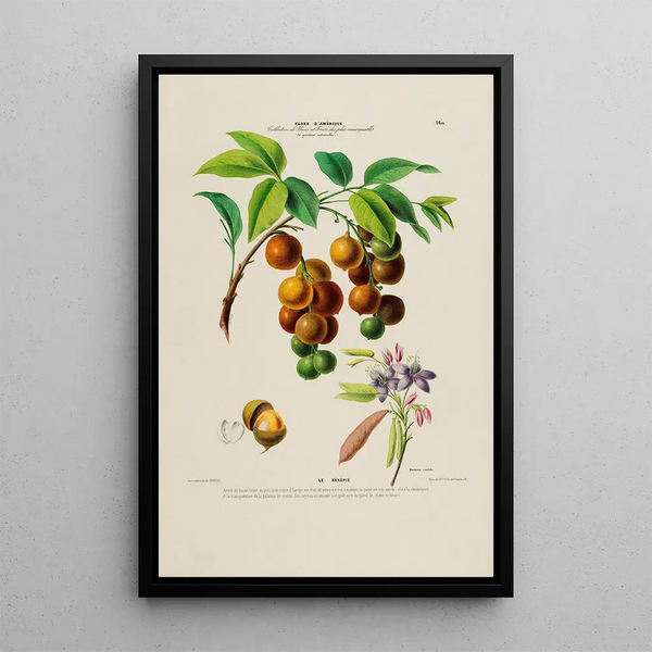 Flore d'Amérique drawn from nature on site Pl160 - Étienne Denisse — framed artwork on a wall
