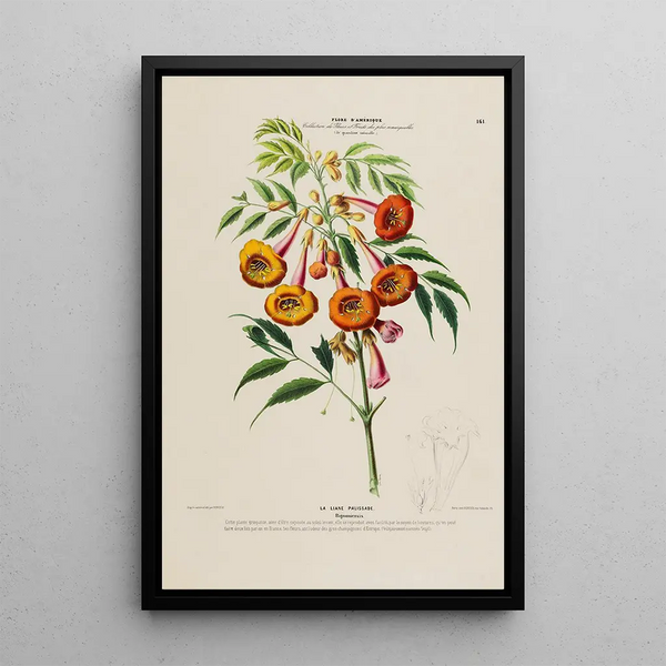 Flore d'Amérique drawn from nature on site Pl161 - Étienne Denisse — framed artwork on a wall