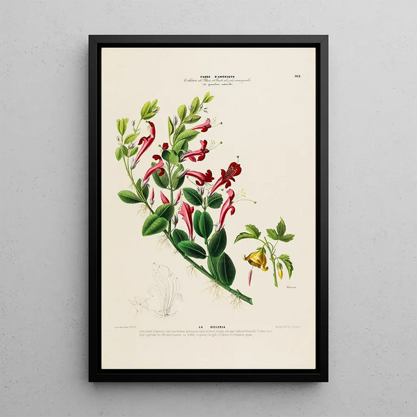 Flore d'Amérique drawn from nature on site Pl162 - Étienne Denisse — framed artwork on a wall