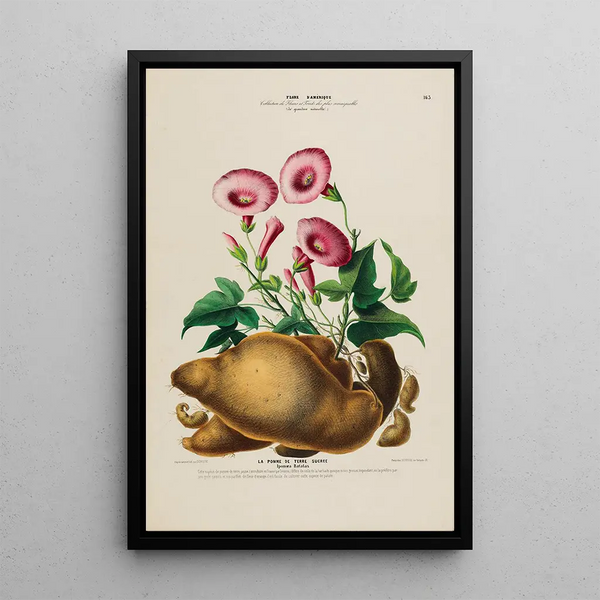 Flore d'Amérique drawn from nature on site Pl163 - Étienne Denisse — framed artwork on a wall