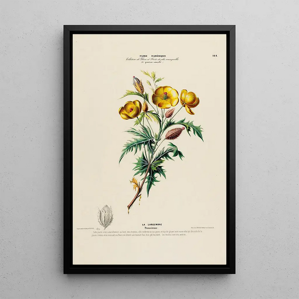 Flore d'Amérique dessinée d'après nature sur les lieux Pl164 - Étienne Denisse — framed artwork on a wall