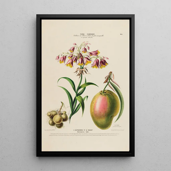 Flore d'Amérique drawn from nature on site Pl165 - Étienne Denisse — framed artwork on a wall