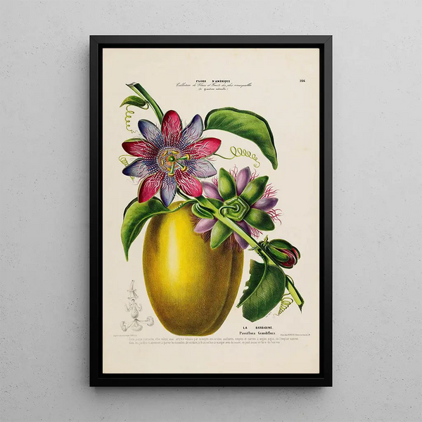 Flore d'Amérique drawn from nature on site Pl166 - Étienne Denisse — framed artwork on a wall