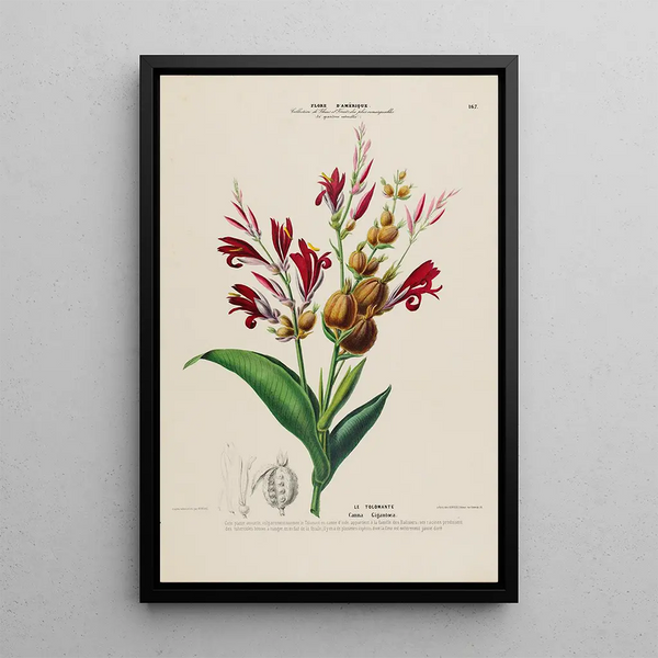 Flore d'Amérique drawn from nature on site Pl167 - Étienne Denisse — framed artwork on a wall