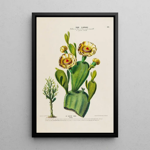 Flore d'Amérique drawn from nature on site Pl168 - Étienne Denisse — framed artwork on a wall