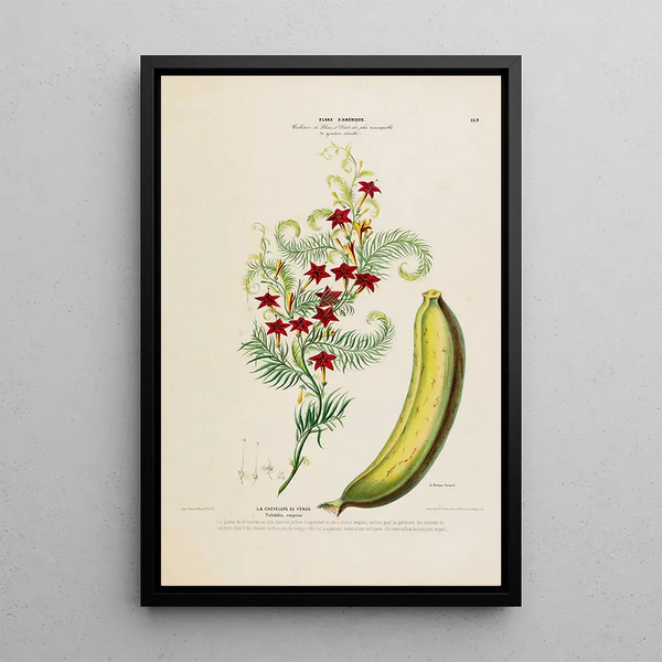 Flore d'Amérique dessinée d'après nature sur les lieux Pl169 - Étienne Denisse — framed artwork on a wall