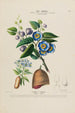 Flore d'Amérique drawn from nature on site Pl171 - Étienne Denisse — artwork view