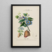 Flore d'Amérique drawn from nature on site Pl171 - Étienne Denisse — framed artwork on a wall