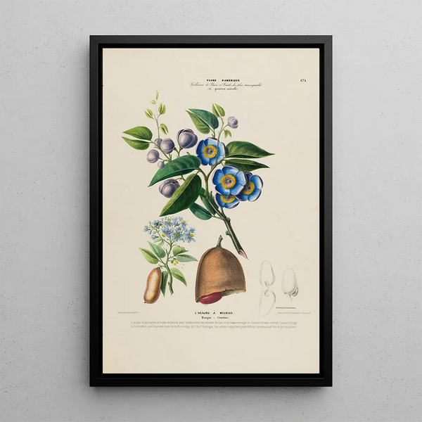 Flore d'Amérique drawn from nature on site Pl171 - Étienne Denisse — framed artwork on a wall