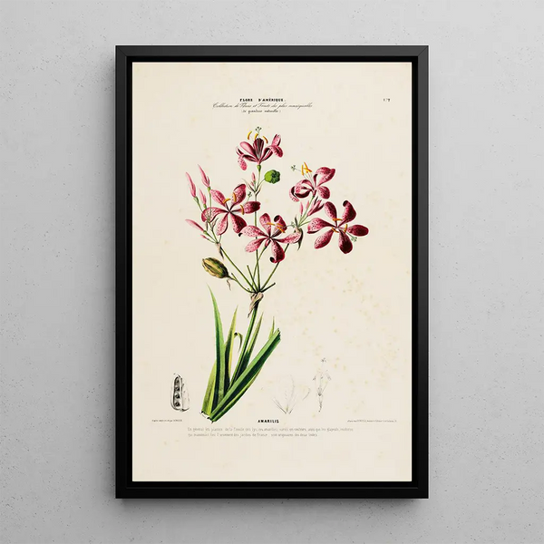 Flore d'Amérique drawn from nature on site Pl172 - Étienne Denisse — framed artwork on a wall