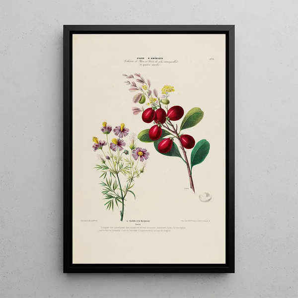 Flore d'Amérique dessinée d'après nature sur les lieux Pl173 - Étienne Denisse — framed artwork on a wall