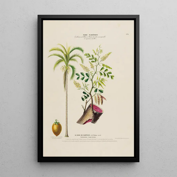 Flore d'Amérique drawn from nature on site Pl174 - Étienne Denisse — framed artwork on a wall