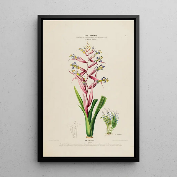 Flore d'Amérique drawn from nature on site Pl175 - Étienne Denisse — framed artwork on a wall