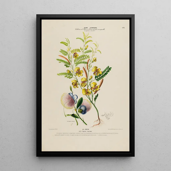 Flore d'Amérique drawn from nature on site Pl176 - Étienne Denisse — framed artwork on a wall
