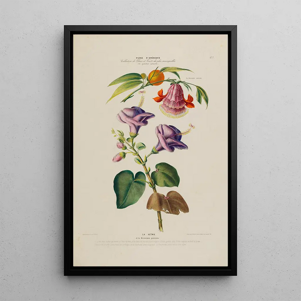 Flore d'Amérique drawn from nature on site Pl177 - Étienne Denisse — framed artwork on a wall