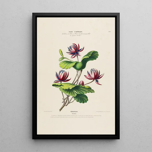 Flore d'Amérique drawn from nature on site Pl178 - Étienne Denisse — framed artwork on a wall